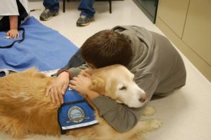 boston-therapy-comfort-dog